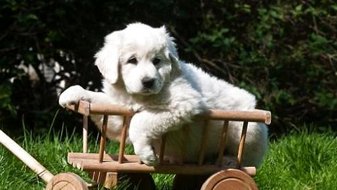 怎樣調(diào)教一只優(yōu)秀的狗狗？